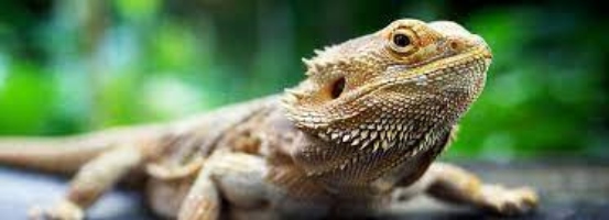 Buying a Bearded Dragon For Sale From PetSmart? Read This First