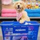 Benefits of Buying Pets From PetSmart