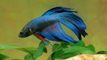 How Much Are Betta Fish at Petsmart?