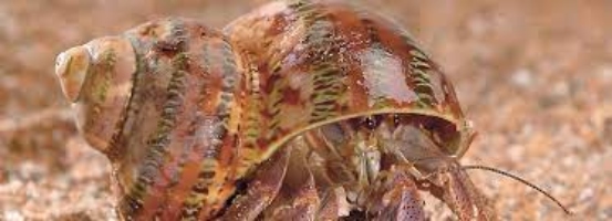 PetSmart Pet Hermit Crabs