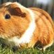 How Much Are Guinea Pigs at PetSmart?