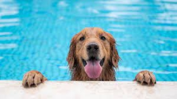 Should You Purchase a Pool Specifically for Your Dog?