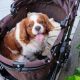The Top 7 Dog Prams for 2023