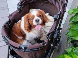 The Top 7 Dog Prams for 2023