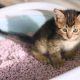 Treating Your Cat's Diarrhea With Kitten Milk