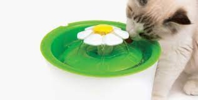 Why Your Cat Needs a Water Fountain, 5 Reasons