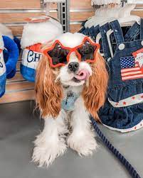 PetSmart Sales Ad and Fourth of July Sale