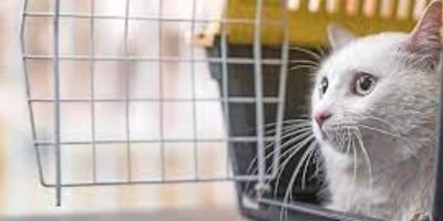 Finding the Best Cat Carrier at Petsmart