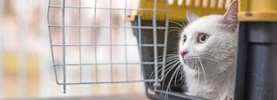Finding the Best Cat Carrier at Petsmart