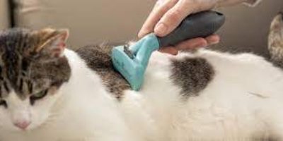 Which FURminator for cat to choose