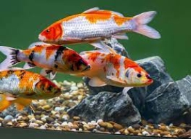 Everything you need to know about Koi