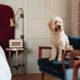 These are the best hotels to take your pet with you in the United States