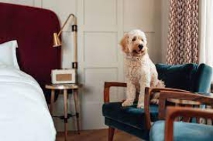 These are the best hotels to take your pet with you in the United States