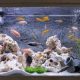 Things You Need to Know Before You Get a 40 Gallon Fish Tank