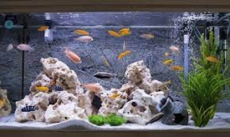 Things You Need to Know Before You Get a 40 Gallon Fish Tank