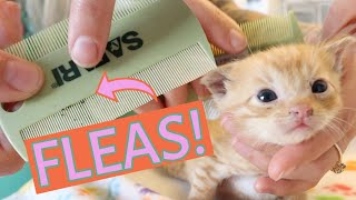 Flea Treatment For Kittens
