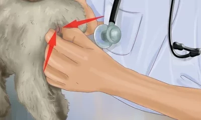 Knowing When to Express Your Dog's Anal Glands