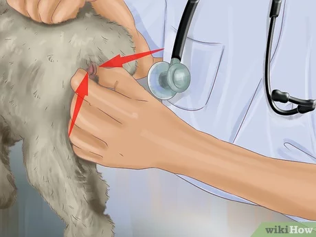 Knowing When to Express Your Dog's Anal Glands
