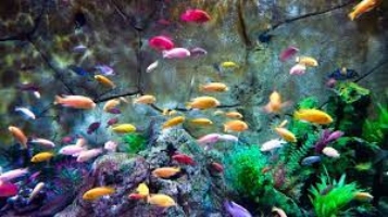 Unique and Colorful Aquarium Pets