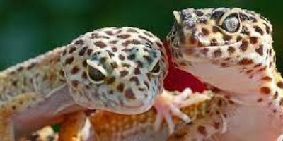 Petsmart Geckos