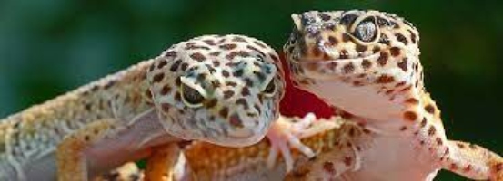 Petsmart Geckos