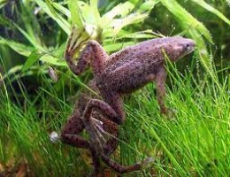Aquatic Frogs for Sale