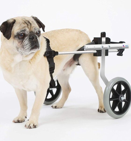 Wheelchairs for Dogs